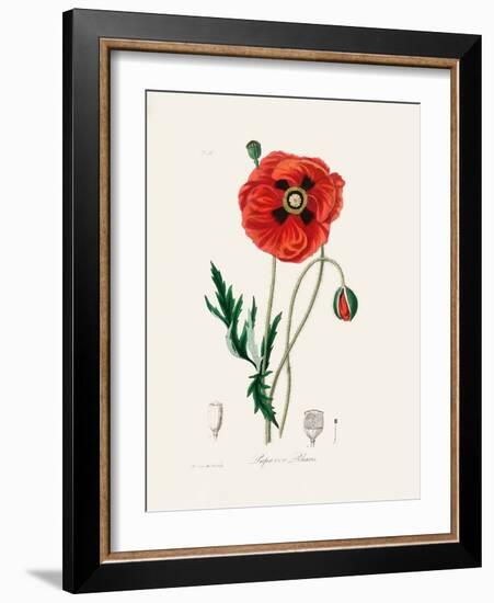 Common Poppy (Papaver Rhoeas) Medical Botany-John Stephenson and James Morss Churchill-Framed Photographic Print