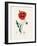 Common Poppy (Papaver Rhoeas) Medical Botany-John Stephenson and James Morss Churchill-Framed Photographic Print