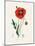 Common Poppy (Papaver Rhoeas) Medical Botany-John Stephenson and James Morss Churchill-Mounted Photographic Print