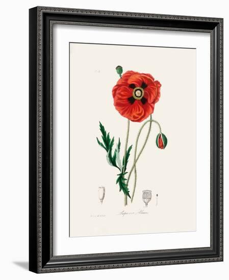 Common Poppy (Papaver Rhoeas) Medical Botany-John Stephenson and James Morss Churchill-Framed Photographic Print