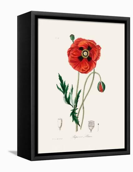 Common Poppy (Papaver Rhoeas) Medical Botany-John Stephenson and James Morss Churchill-Framed Premier Image Canvas