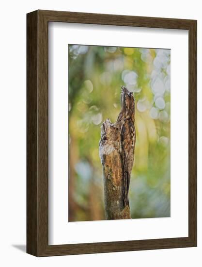 Common Potoo camouflaged, Mindo cloud forest, Ecuador-David Pattyn-Framed Photographic Print