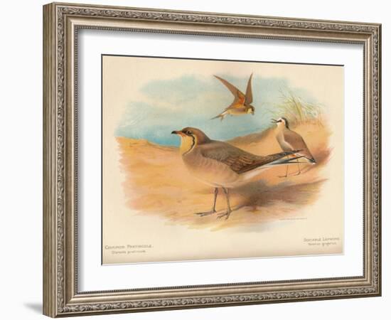 Common Pratincole (Glareola pratincola), Sociable Lapwing (Vanellus gregarius), 1900, (1900)-Charles Whymper-Framed Giclee Print