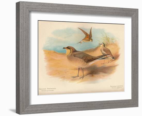 Common Pratincole (Glareola pratincola), Sociable Lapwing (Vanellus gregarius), 1900, (1900)-Charles Whymper-Framed Giclee Print