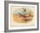 Common Pratincole (Glareola pratincola), Sociable Lapwing (Vanellus gregarius), 1900, (1900)-Charles Whymper-Framed Giclee Print