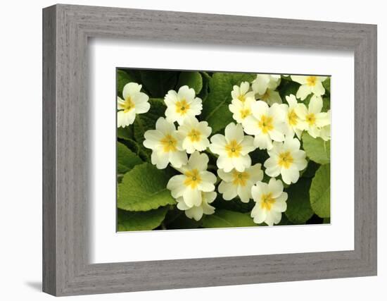 Common primroses in flower, near Bradworthy, Devon-Ross Hoddinott-Framed Photographic Print