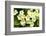 Common primroses in flower, near Bradworthy, Devon-Ross Hoddinott-Framed Photographic Print