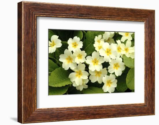 Common primroses in flower, near Bradworthy, Devon-Ross Hoddinott-Framed Photographic Print
