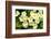 Common primroses in flower, near Bradworthy, Devon-Ross Hoddinott-Framed Photographic Print