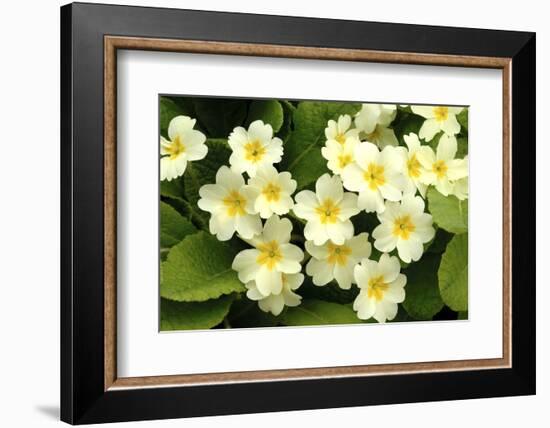 Common primroses in flower, near Bradworthy, Devon-Ross Hoddinott-Framed Photographic Print