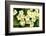 Common primroses in flower, near Bradworthy, Devon-Ross Hoddinott-Framed Photographic Print