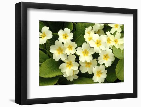 Common primroses in flower, near Bradworthy, Devon-Ross Hoddinott-Framed Photographic Print