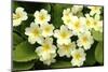 Common primroses in flower, near Bradworthy, Devon-Ross Hoddinott-Mounted Photographic Print