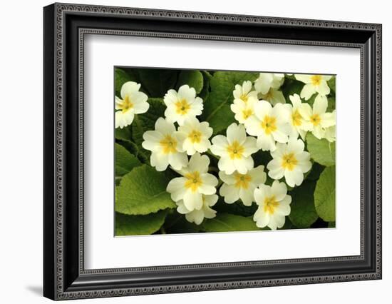 Common primroses in flower, near Bradworthy, Devon-Ross Hoddinott-Framed Photographic Print