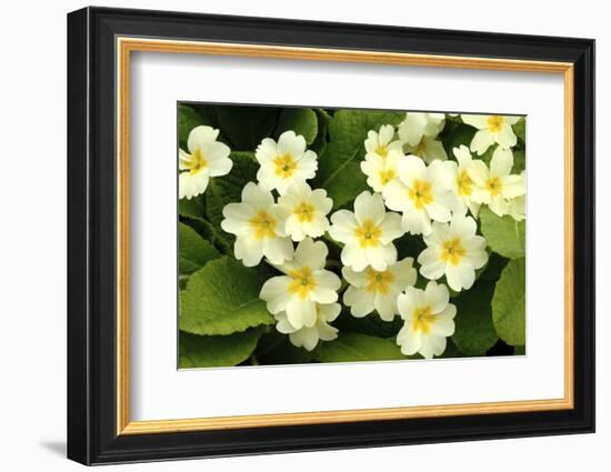 Common primroses in flower, near Bradworthy, Devon-Ross Hoddinott-Framed Photographic Print