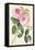 Common Provence Rose-Georg Dionysius Ehret-Framed Premier Image Canvas