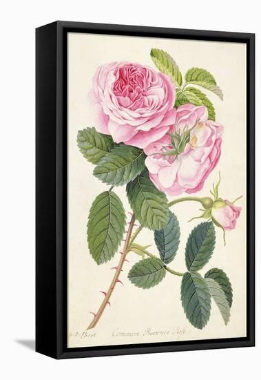 Common Provence Rose-Georg Dionysius Ehret-Framed Premier Image Canvas