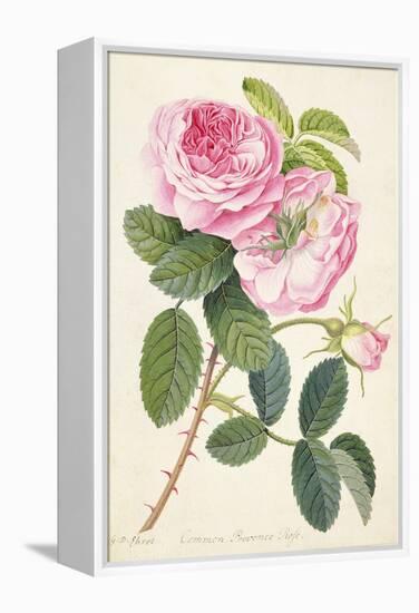 Common Provence Rose-Georg Dionysius Ehret-Framed Premier Image Canvas