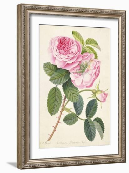 Common Provence Rose-Georg Dionysius Ehret-Framed Giclee Print