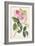 Common Provence Rose-Georg Dionysius Ehret-Framed Giclee Print