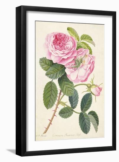 Common Provence Rose-Georg Dionysius Ehret-Framed Giclee Print