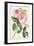 Common Provence Rose-Georg Dionysius Ehret-Framed Giclee Print