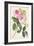 Common Provence Rose-Georg Dionysius Ehret-Framed Giclee Print