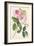 Common Provence Rose-Georg Dionysius Ehret-Framed Giclee Print