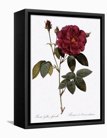 Common Provins Rose-Pierre Joseph Redoute-Framed Premier Image Canvas