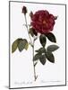 Common Provins Rose-Pierre Joseph Redoute-Mounted Giclee Print