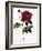 Common Provins Rose-Pierre Joseph Redoute-Framed Giclee Print