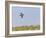 Common Quail (Coturnix Coturnix) Flying over Field, Spain, May-Markus Varesvuo-Framed Photographic Print