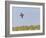 Common Quail (Coturnix Coturnix) Flying over Field, Spain, May-Markus Varesvuo-Framed Photographic Print