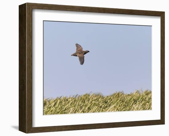 Common Quail (Coturnix Coturnix) Flying over Field, Spain, May-Markus Varesvuo-Framed Photographic Print