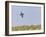 Common Quail (Coturnix Coturnix) Flying over Field, Spain, May-Markus Varesvuo-Framed Photographic Print