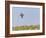 Common Quail (Coturnix Coturnix) Flying over Field, Spain, May-Markus Varesvuo-Framed Photographic Print