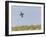 Common Quail (Coturnix Coturnix) Flying over Field, Spain, May-Markus Varesvuo-Framed Photographic Print