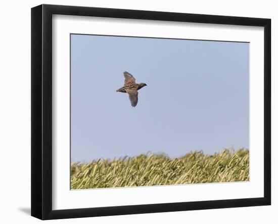 Common Quail (Coturnix Coturnix) Flying over Field, Spain, May-Markus Varesvuo-Framed Photographic Print