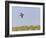 Common Quail (Coturnix Coturnix) Flying over Field, Spain, May-Markus Varesvuo-Framed Photographic Print