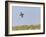 Common Quail (Coturnix Coturnix) Flying over Field, Spain, May-Markus Varesvuo-Framed Photographic Print