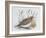 Common Quail (Coturnix Coturnix), Phasianidae-null-Framed Giclee Print