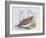 Common Quail (Coturnix Coturnix), Phasianidae-null-Framed Giclee Print