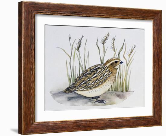 Common Quail (Coturnix Coturnix), Phasianidae-null-Framed Giclee Print