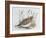 Common Quail (Coturnix Coturnix), Phasianidae-null-Framed Giclee Print