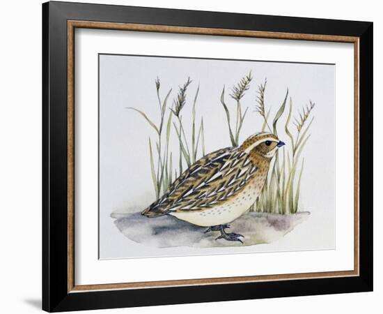 Common Quail (Coturnix Coturnix), Phasianidae-null-Framed Giclee Print