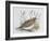 Common Quail (Coturnix Coturnix), Phasianidae-null-Framed Giclee Print