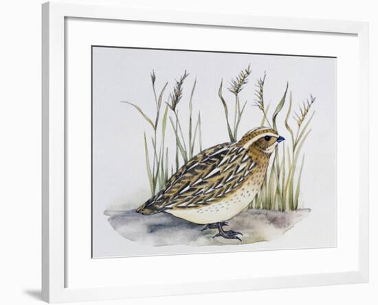 Common Quail (Coturnix Coturnix), Phasianidae-null-Framed Giclee Print