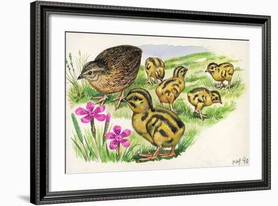 Common Quail Coturnix Coturnix with Chicks-null-Framed Giclee Print