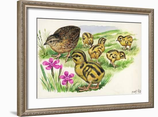 Common Quail Coturnix Coturnix with Chicks-null-Framed Giclee Print