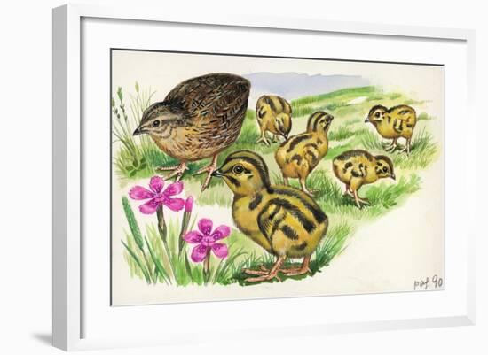 Common Quail Coturnix Coturnix with Chicks-null-Framed Giclee Print